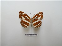 藏品(豆環蛺蝶)的圖片